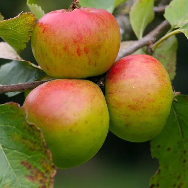 Crawley Beauty Apple Trees (Malus domestica Crawley Beauty) Img 1